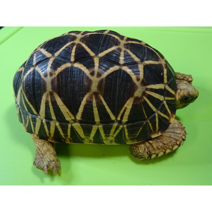 Burmese Star tortoise male