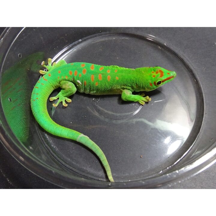 Crimson Day Gecko adult 2