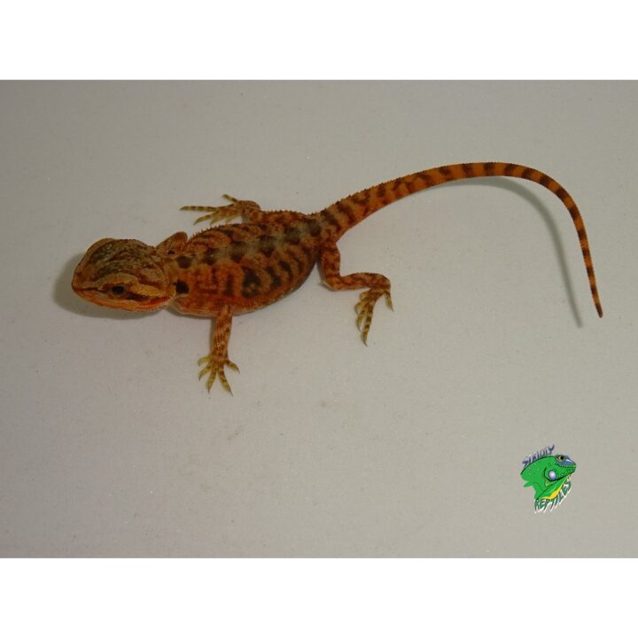 Red Hypo Translucent Bearded Dragon baby