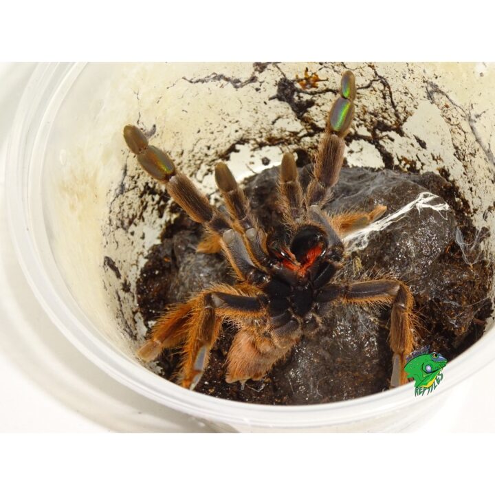 Equadorian Orange Tree Spider adult