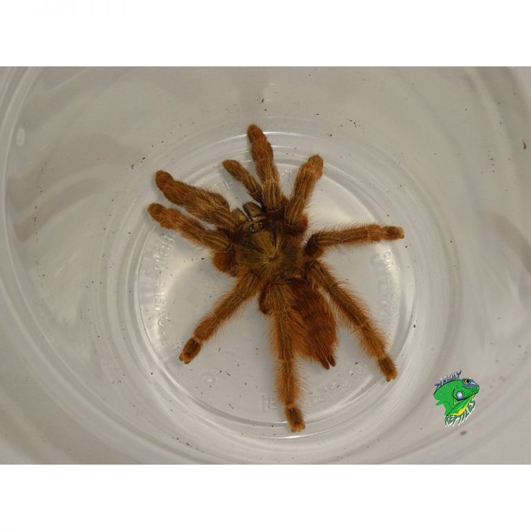 Orange Tree Spider Juveniles to Adults Strictly Reptiles Inc.