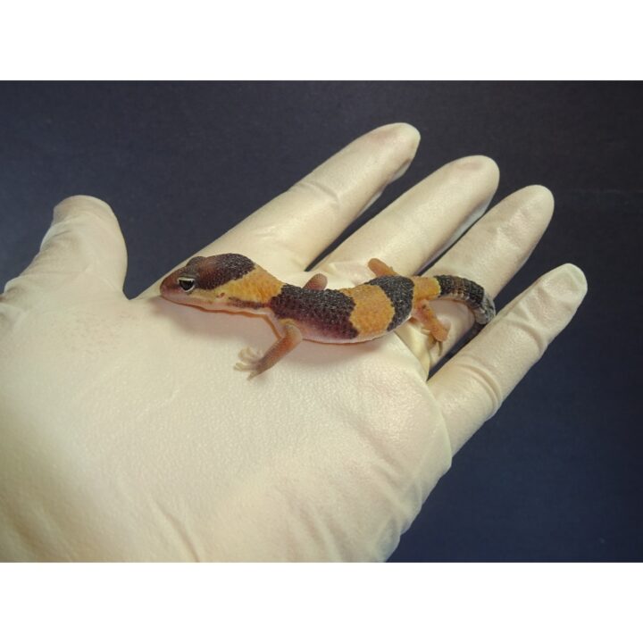 Fat Tail Gecko baby in hand