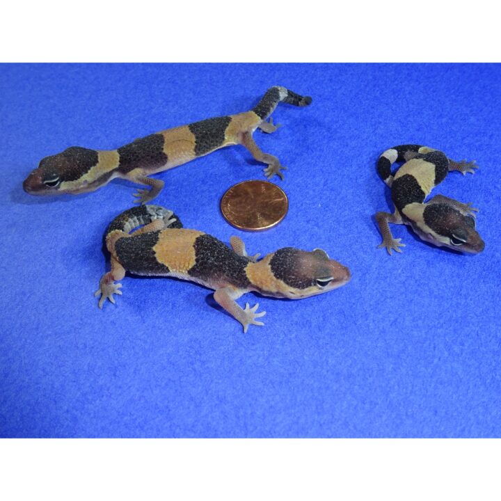 Fat Tail Geckos babies