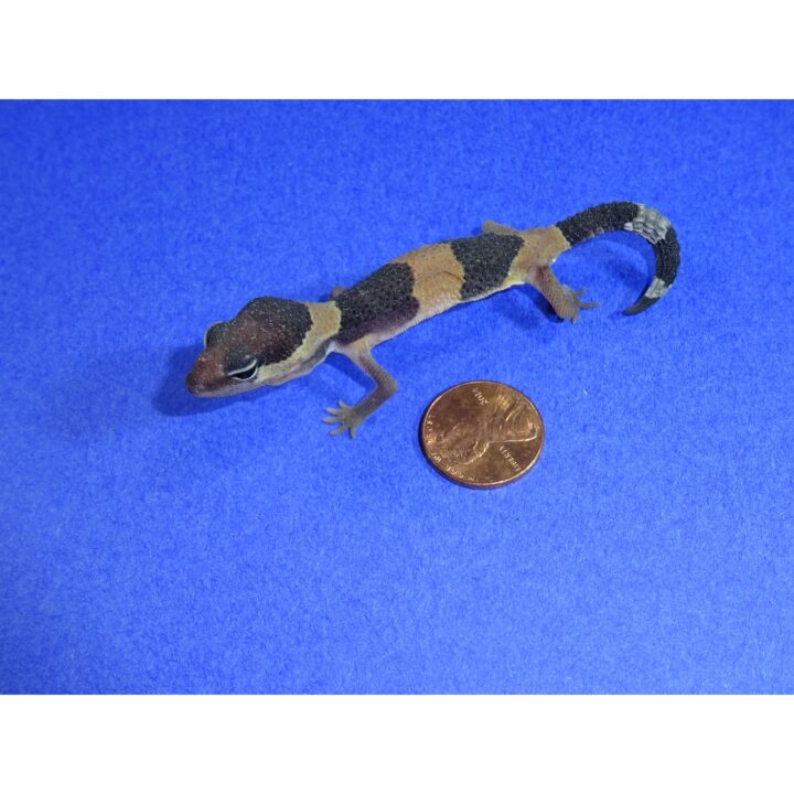 Fat tail gecko baby 1