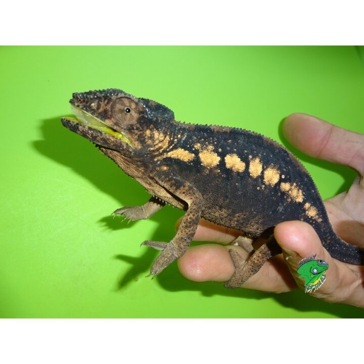 Panther Chameleon Tamatave female