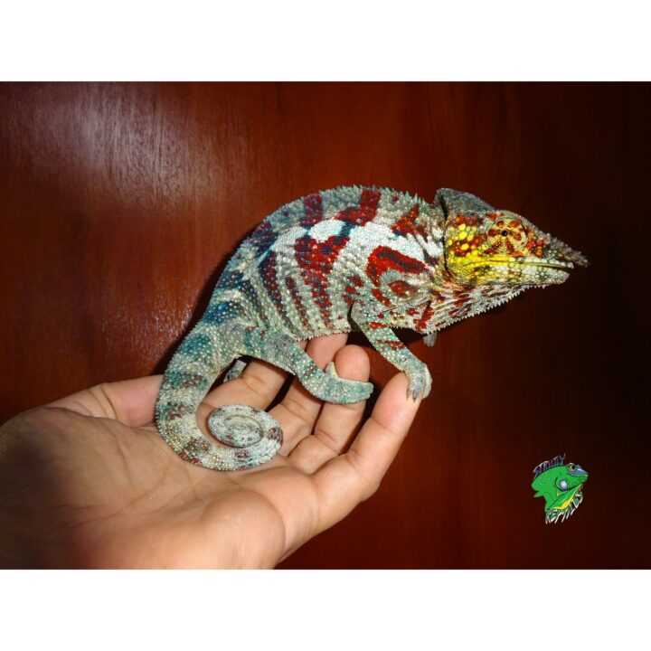 Panther Chameleon Tamatave male
