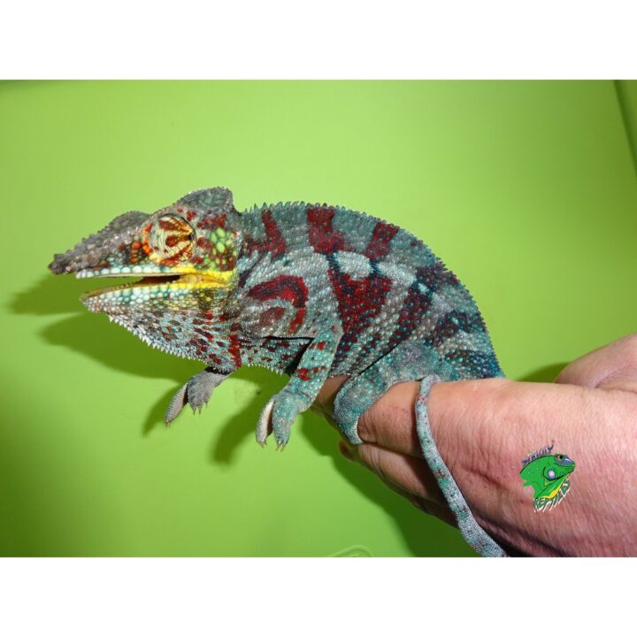 Panther Chameleon Tamatave on green
