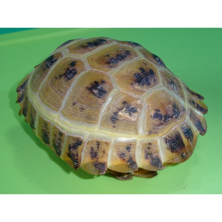 Russian Tortoise Golden back
