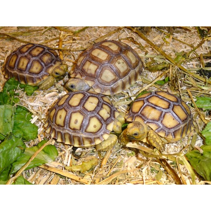 Sulcata Tortoise babies
