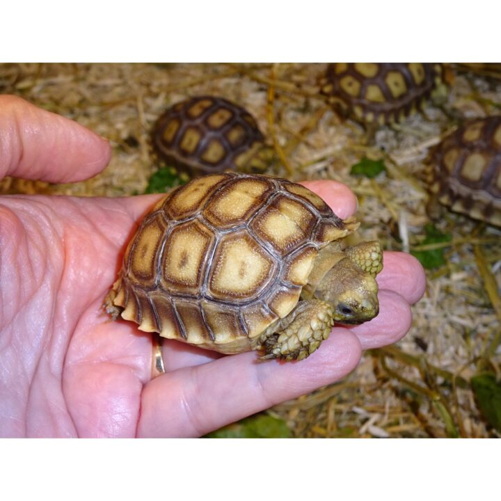 Sulcata Tortoise baby in hand