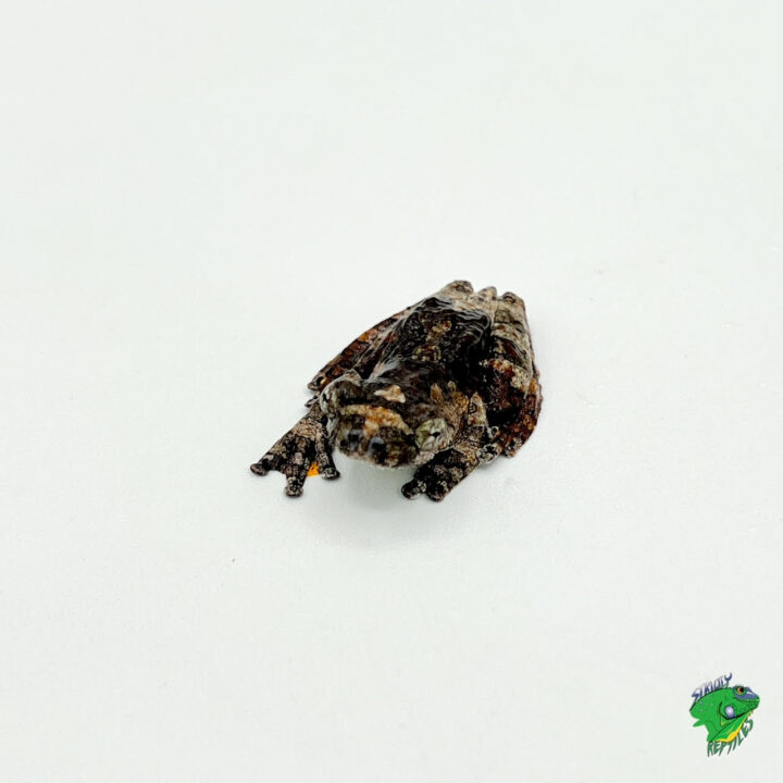 Marble Tree Frog - juvenile to adult