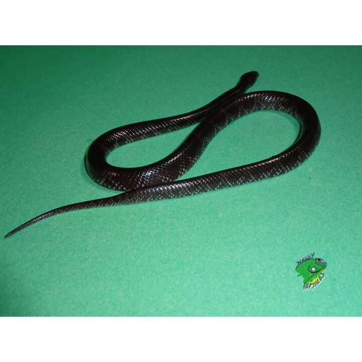 African Wolf Snake adult