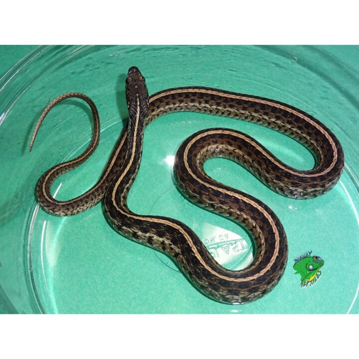Florida Garter Snake juvenile