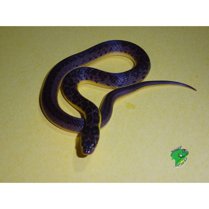 Gold Bellied Water snake baby