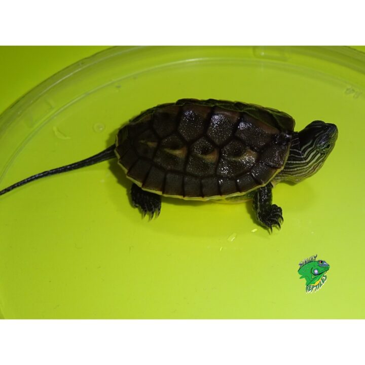 African Sideneck Turtle - cb babies - Strictly Reptiles Inc.