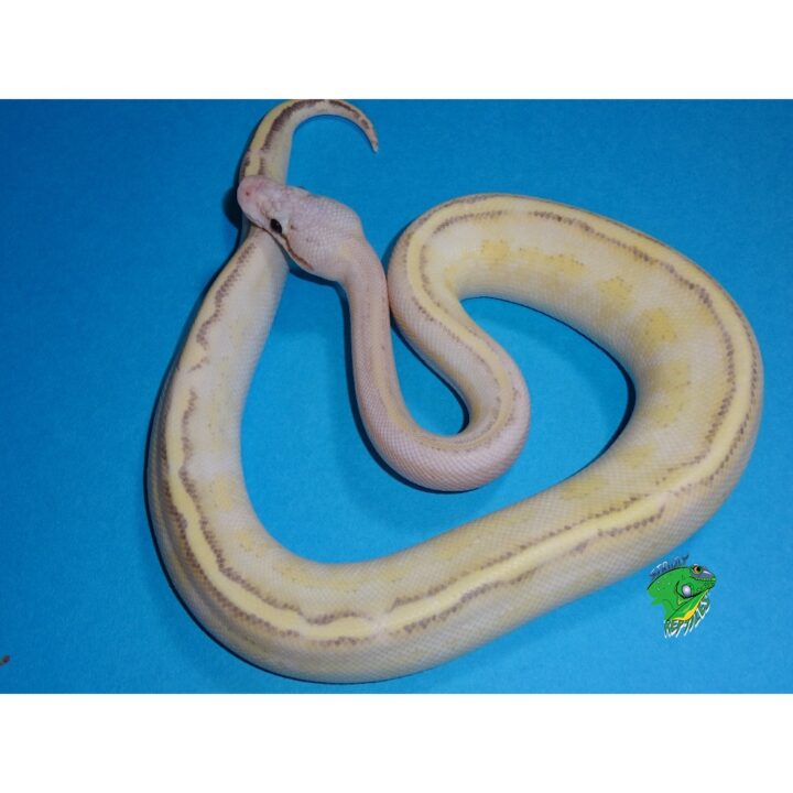 ball python stuffed animal