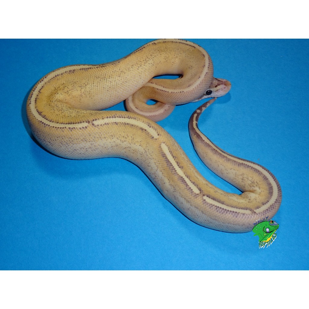 baby puma pastel ball python