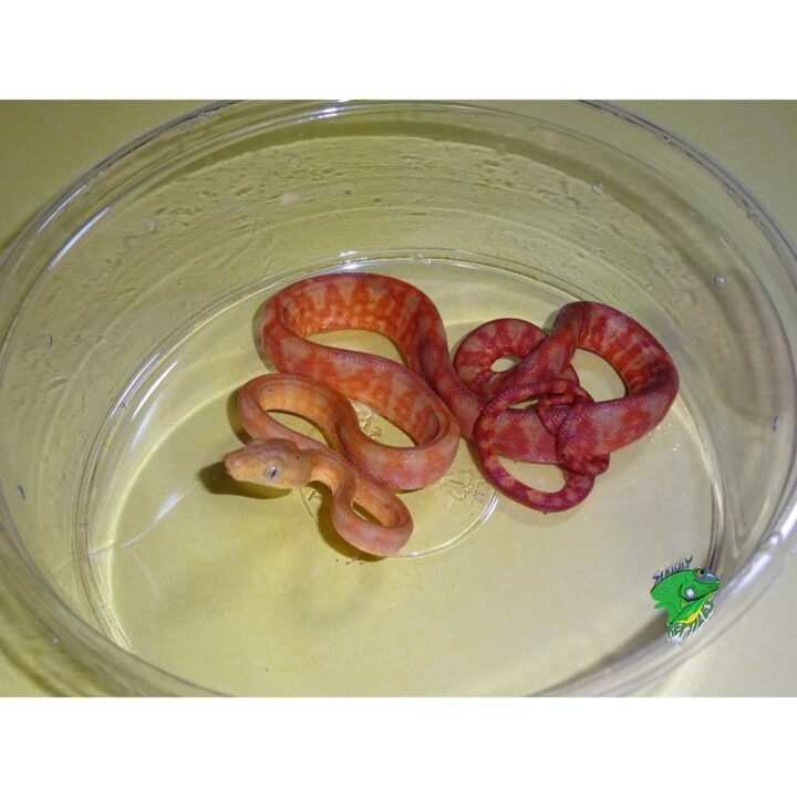 Red & Orange Amazon Tree Boa baby