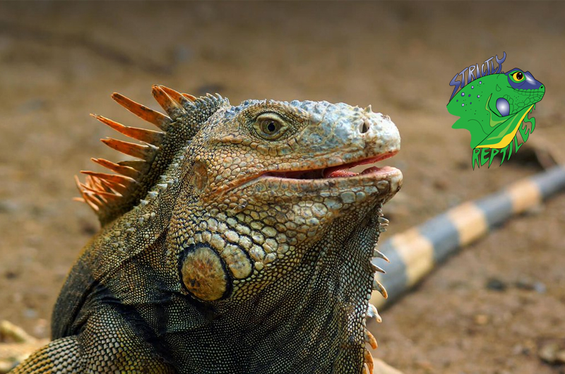 The Best Online Reptile Pet Shop – Strictly Reptiles Inc.