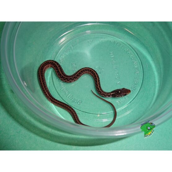 Puget Sound Garter Snake - baby males - Strictly Reptiles Inc.