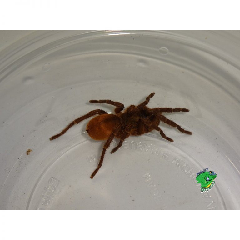 Golden Dwarf Tarantula - Strictly Reptiles