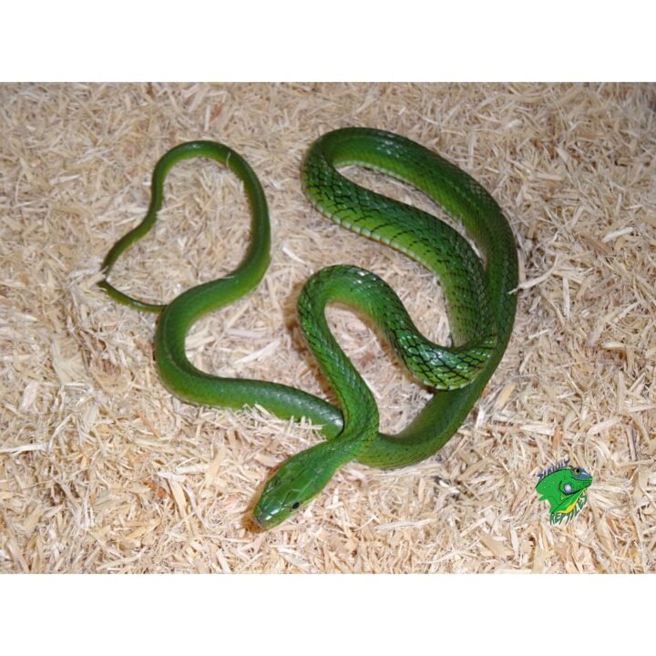 Green Trinket Rat Snake - Juvenile