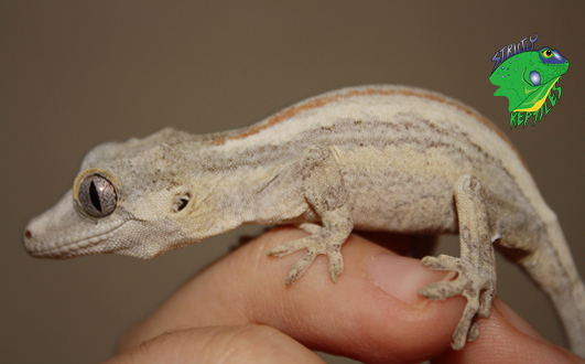 reptile pets - Questioning How to Make Your Reptiles And Amphibians Rock? Learn This!