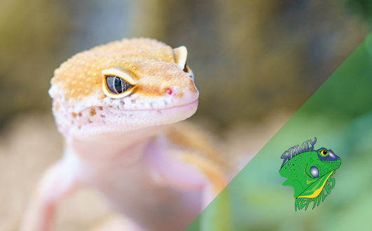 Reptile Stores Online – Where to Begin – Strictly Reptiles Inc.