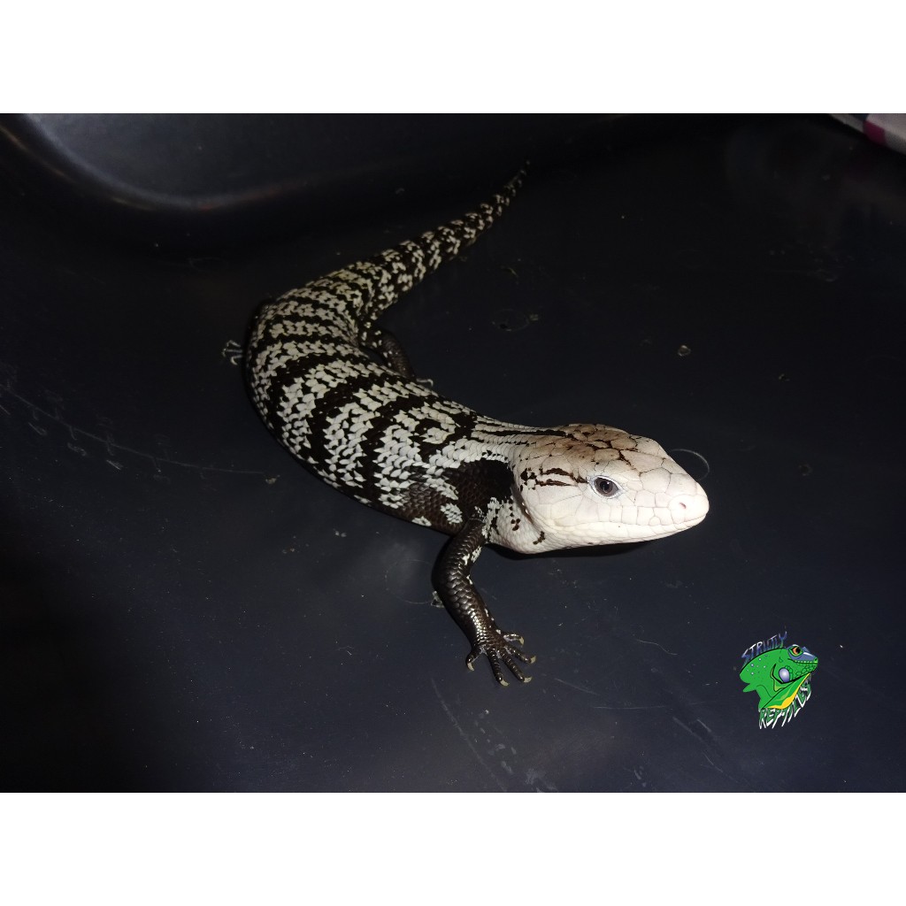 blue tongue skink plush