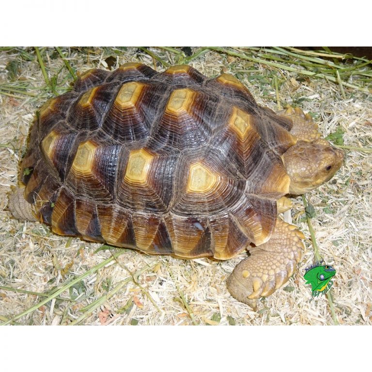 Sulcata Tortoise - 7 inch - Strictly Reptiles