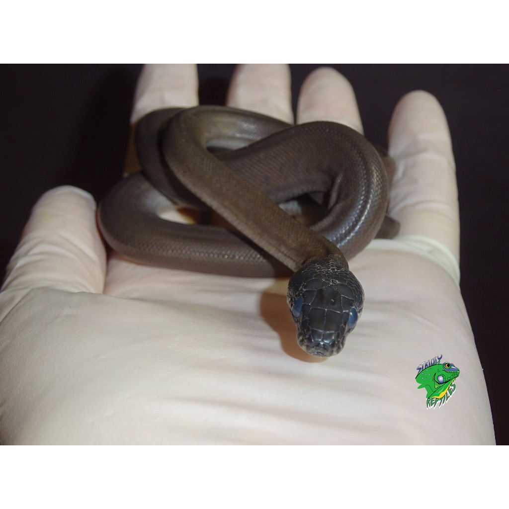 White Lip Python - CB Baby Females - Strictly Reptiles