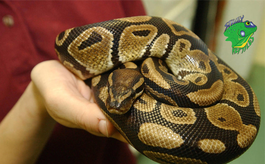 Are Reptiles and Snakes Good Pets? - Strictly Reptiles Inc.