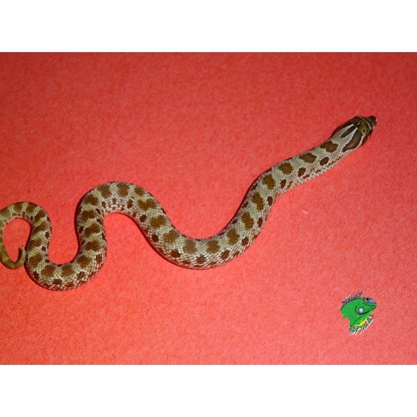 Yellow Anaconda Baby Strictly Reptiles