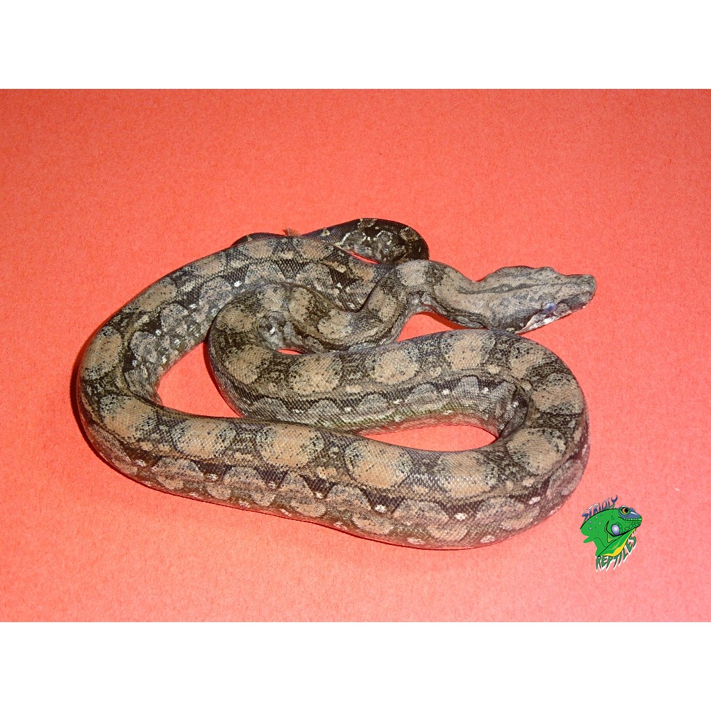 Argentine Boa - pair - Strictly Reptiles1024 x 1024