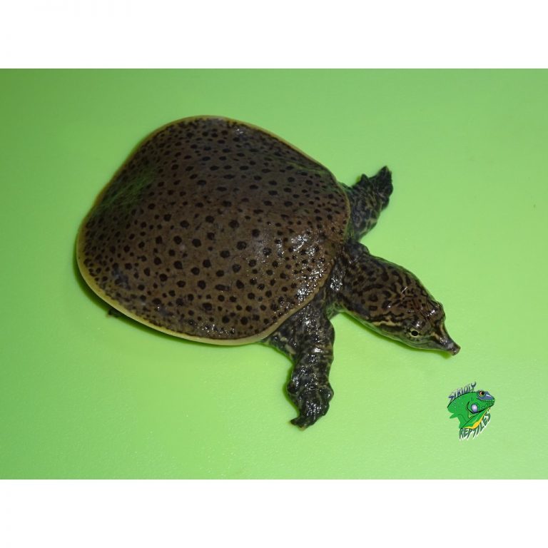 Leopard Softshell Turtle - cb babies - Strictly Reptiles