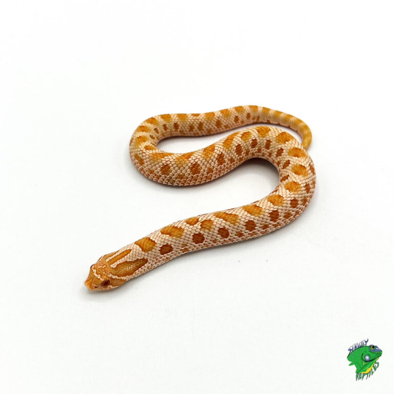 Albino Anaconda Western Hognose - big baby - Strictly Reptiles