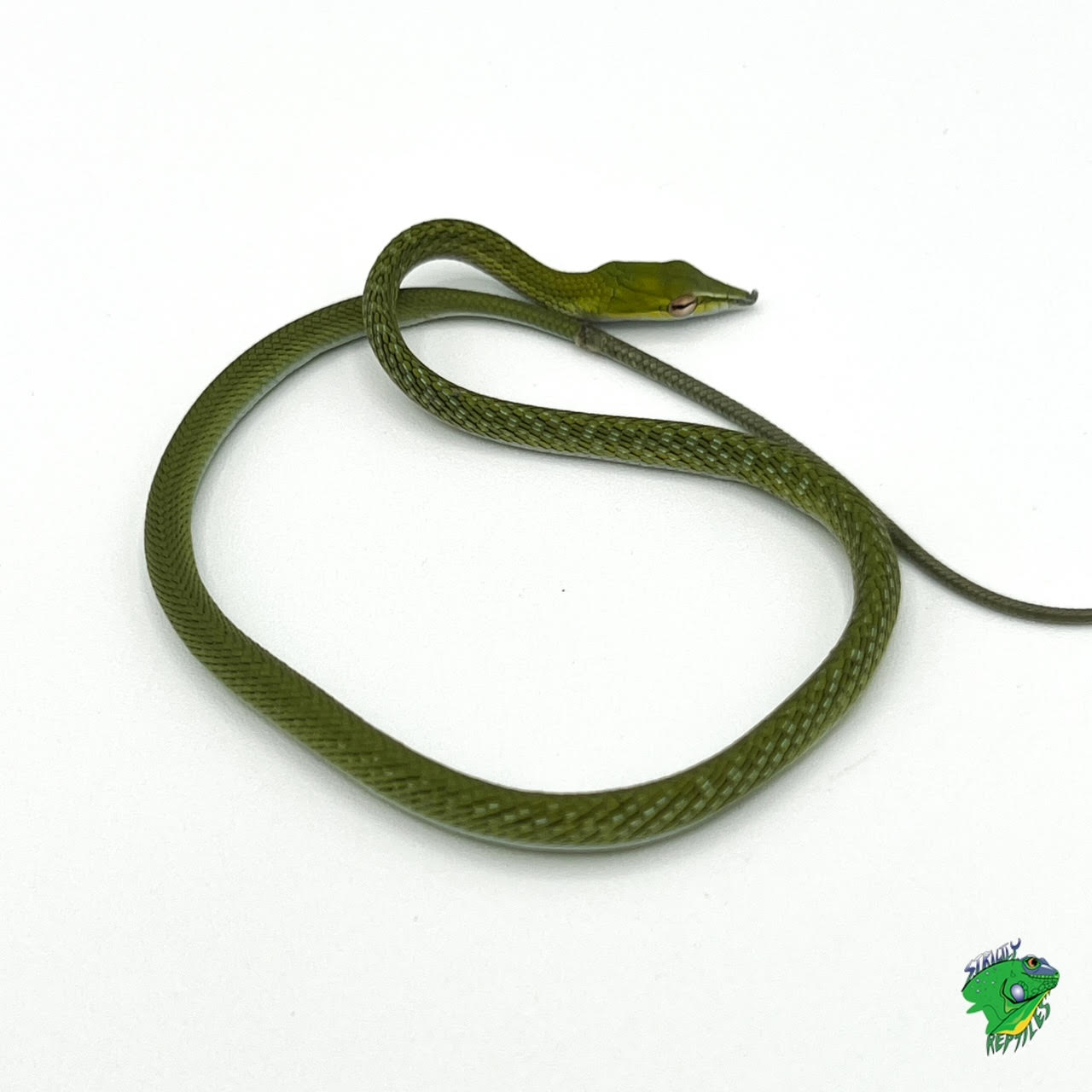 Asian Vine Snake - cb baby SPECIAL - Strictly Reptiles