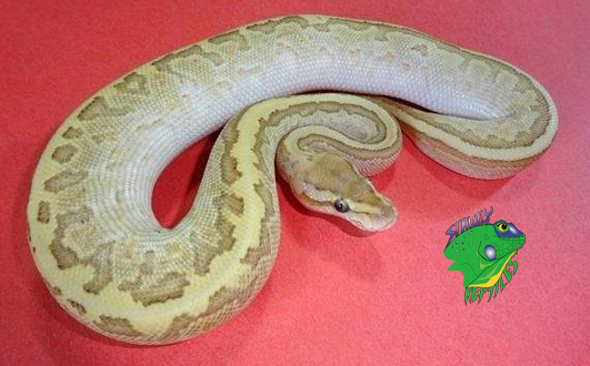 Different Ball Python Morphs For Sale Strictly Reptiles Inc,Juniper Ground Cover