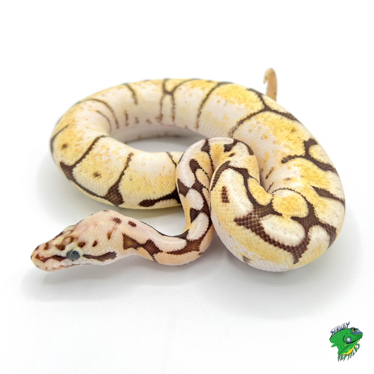 Bumblebee Fire Leopard Ball Python- Baby - Strictly Reptiles Inc.