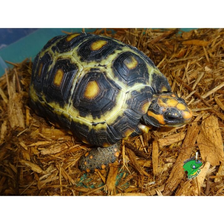 Caatinga Cherry Head Red Foot Tortoise High White - 4-5 inch - Strictly ...