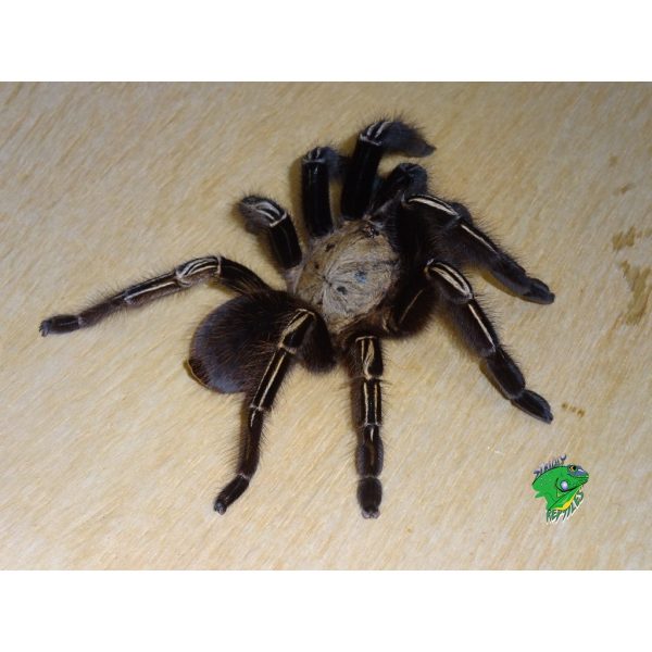 Pink Toe Tarantula - juvenile to adult - Strictly Reptiles Inc.