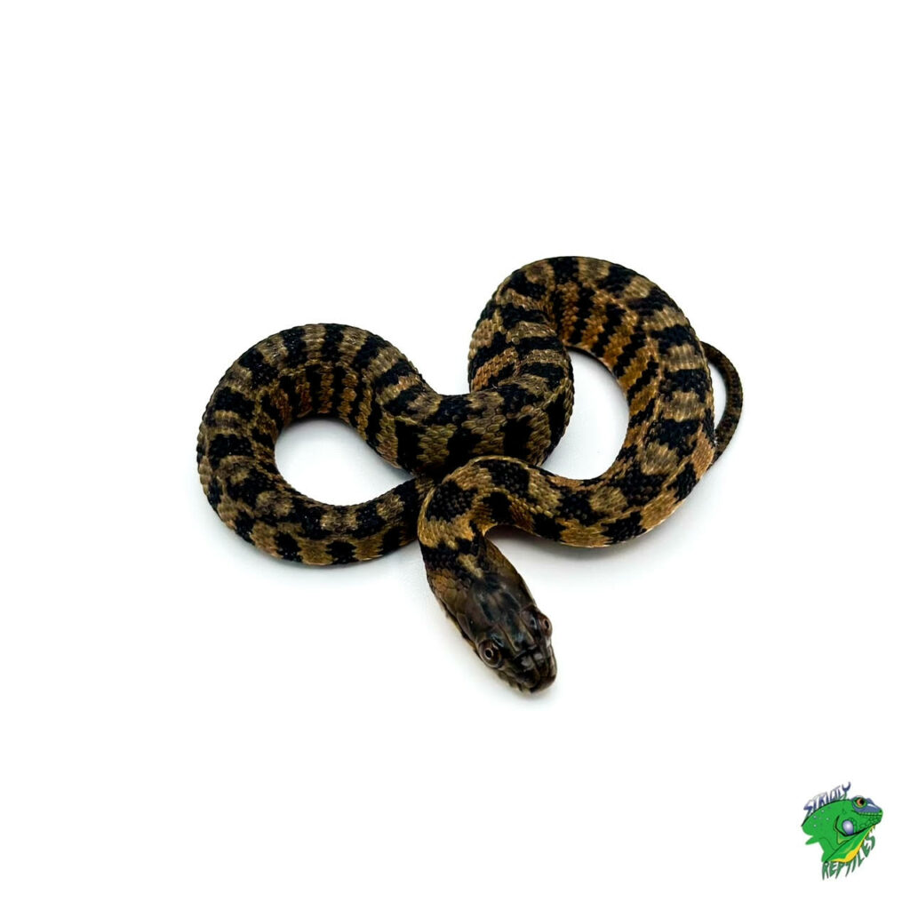 Diamondback Water Snake - Baby - Strictly Reptiles