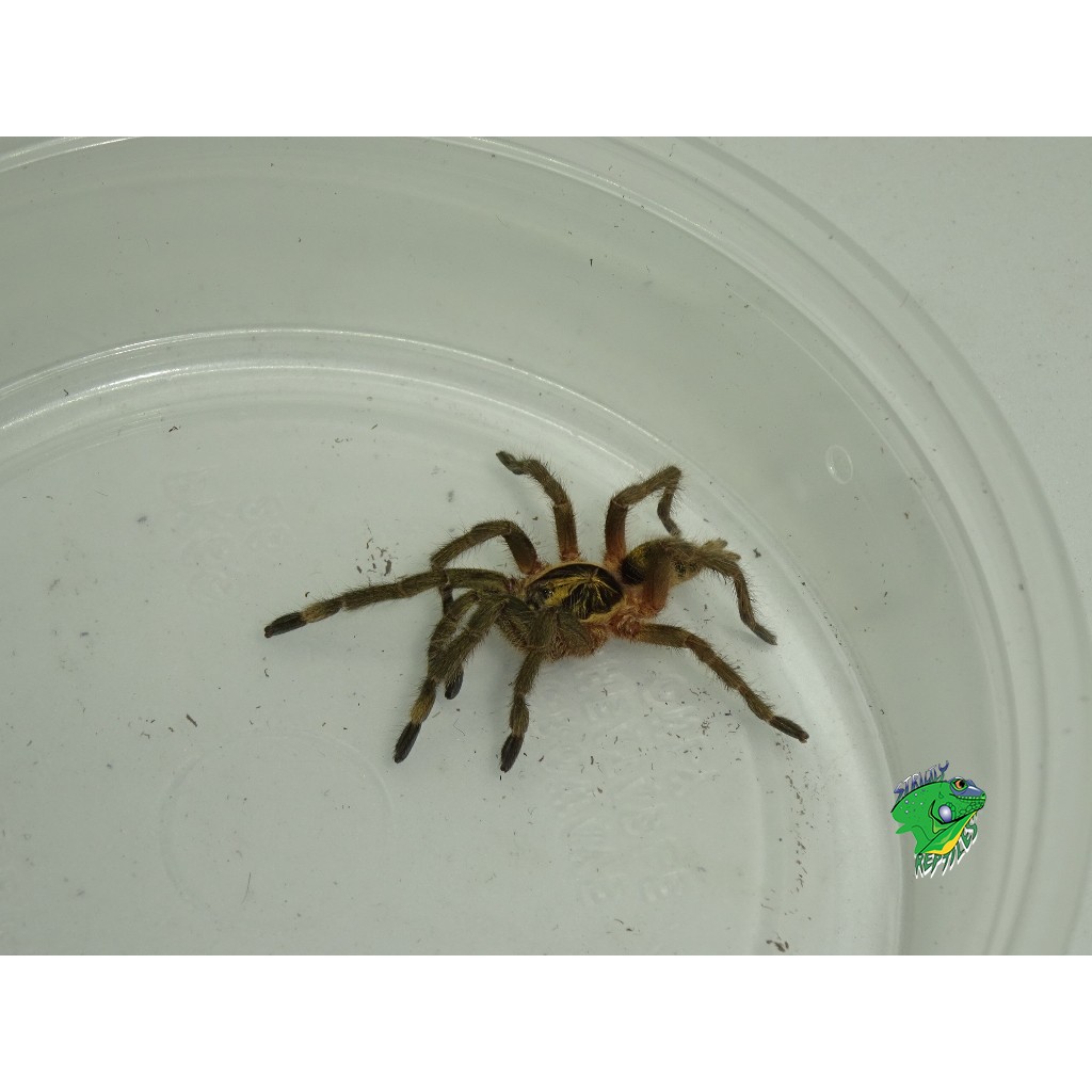 Golden Brown Dwarf Tarantula - 1.5 to 2in - Strictly Reptiles Inc.