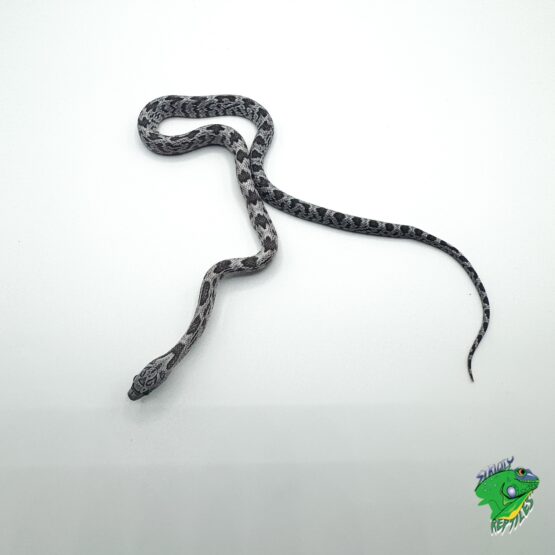 Shatter Corn Snake - cb baby to big baby