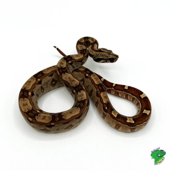 Peruvian Red Tail Boa – cb baby – Strictly Reptiles Inc.