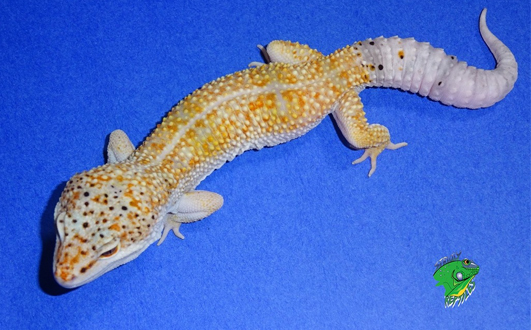 What to Consider When Buying Pet Lizards For Sale Online - Strictly