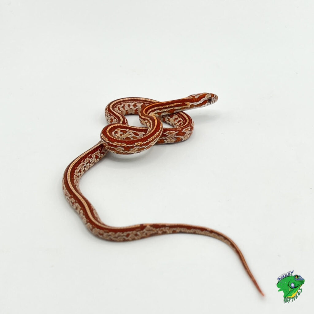 Ultramel Ghost Corn Snake – baby – Strictly Reptiles Inc.