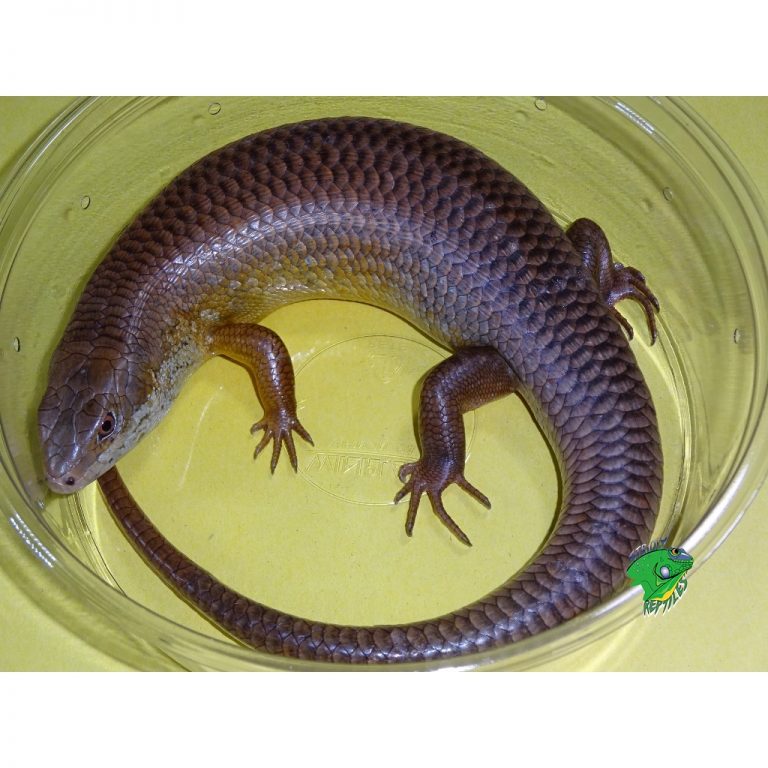 Major's Skink - Adult - Strictly Reptiles Inc.