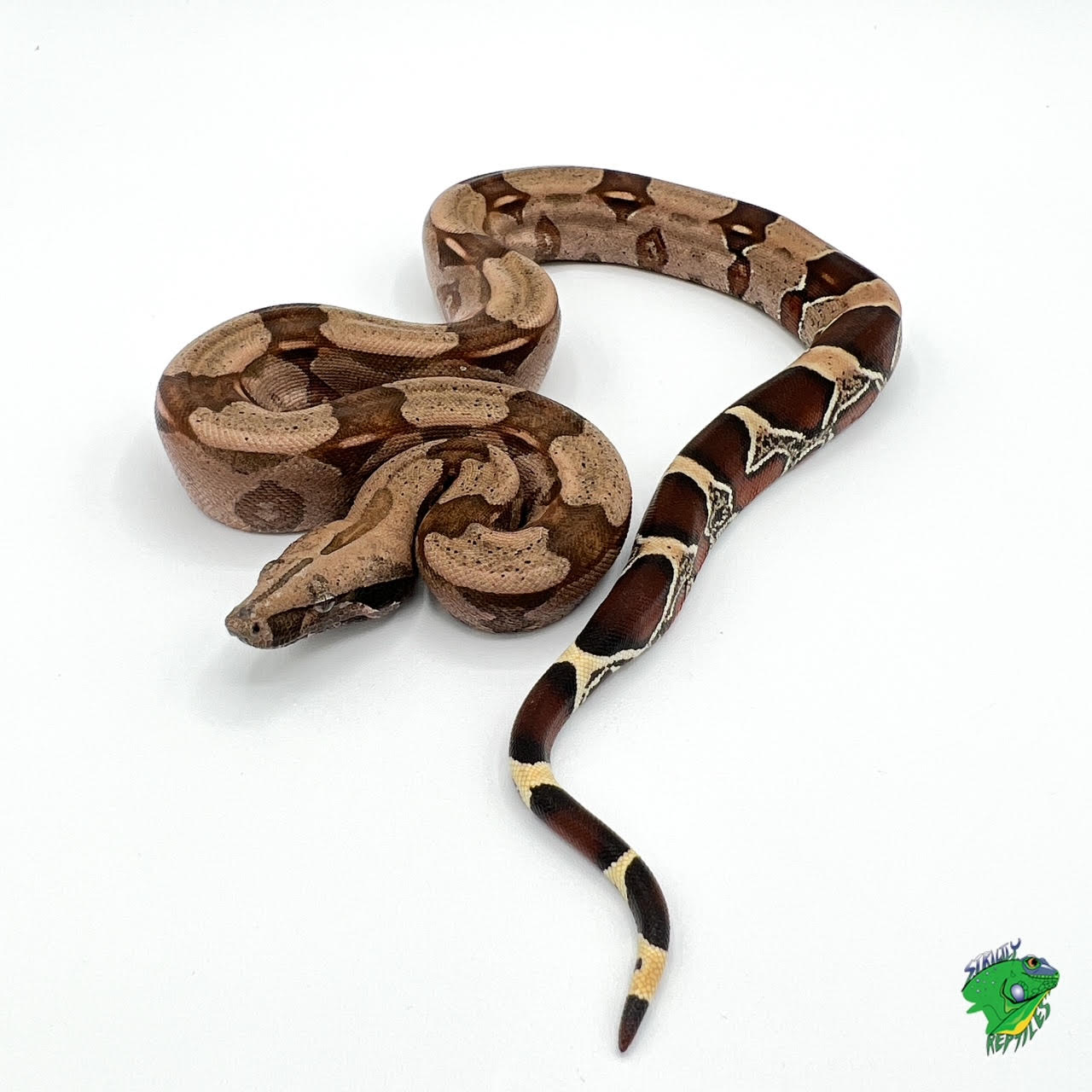 Red-Tailed Boa Constrictor – Saginaw Children's Zoo