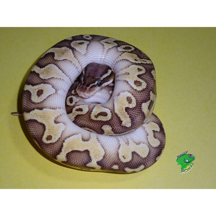 Butter Spark Ball Python - hatchling